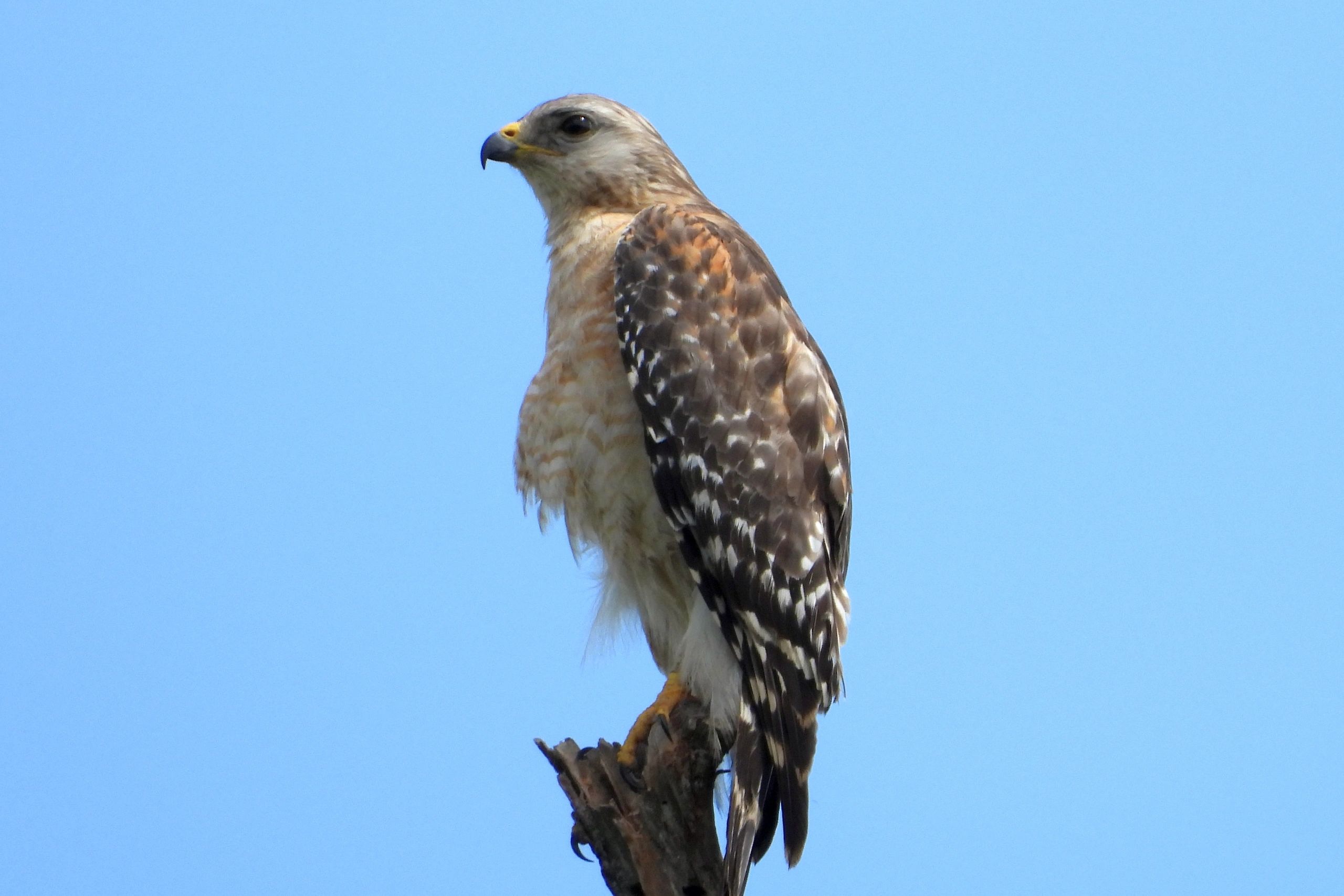 South Florida Wildlife Photos - Red-shouldered Hawk