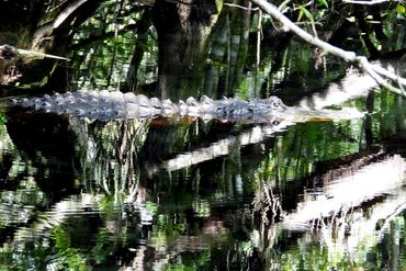 Alligator Photos - Southwest Florida