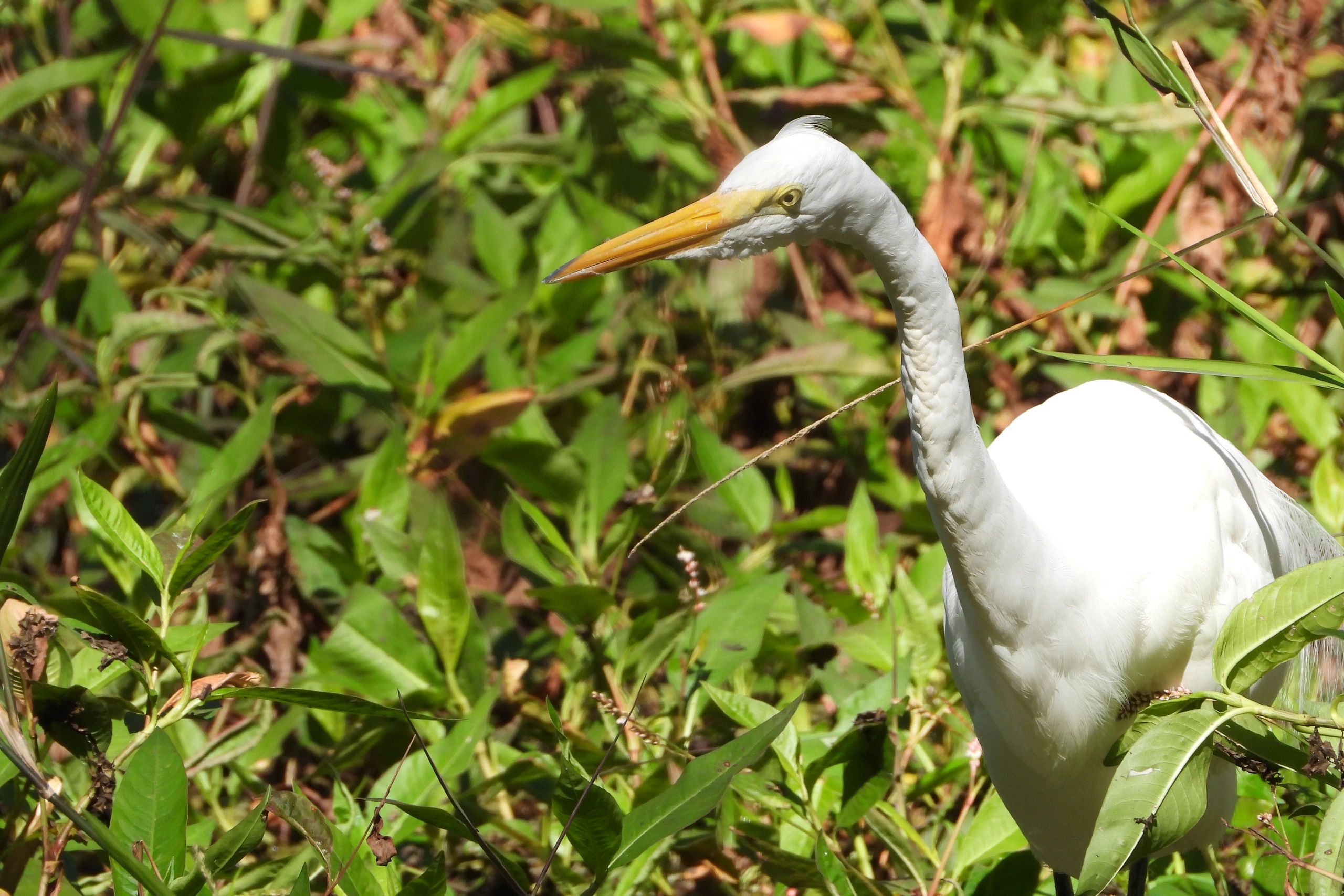 
Biard Photos Southwest Florida - Great White Egret at Audubon Corkscrew Swamp, Naples, FL