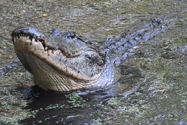 Alligator Photos - South Lettuce Lake, Audubon Corkscrew Swamp, Naples, Florida