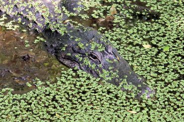 Southwest Florida Photo: Alligator Near North Lettuce Lake, Audubon Corkscrew Swamp, Naples, Florida