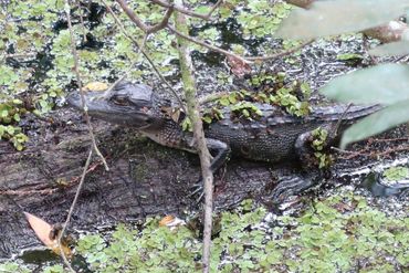 Alligator Photos - Juvenile Alligator, Audubon Corkscrew Swamp, Naples, Florida