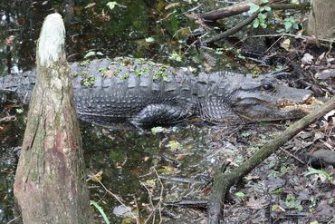 Alligator Photos Florida - Gator Lost Large Part of its Snout and Jaw in a Fight With Another Gator
