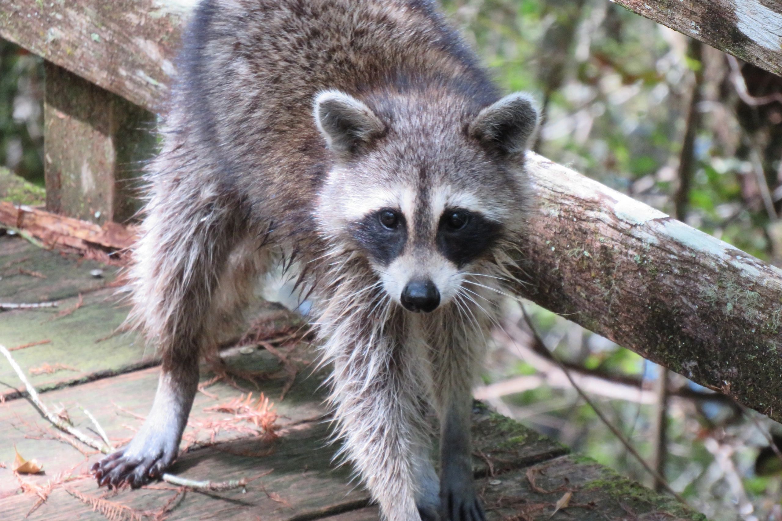 Raccoon on Boardwalk at Audubon Corkscrew Swamp, Naples, Florida - Photo