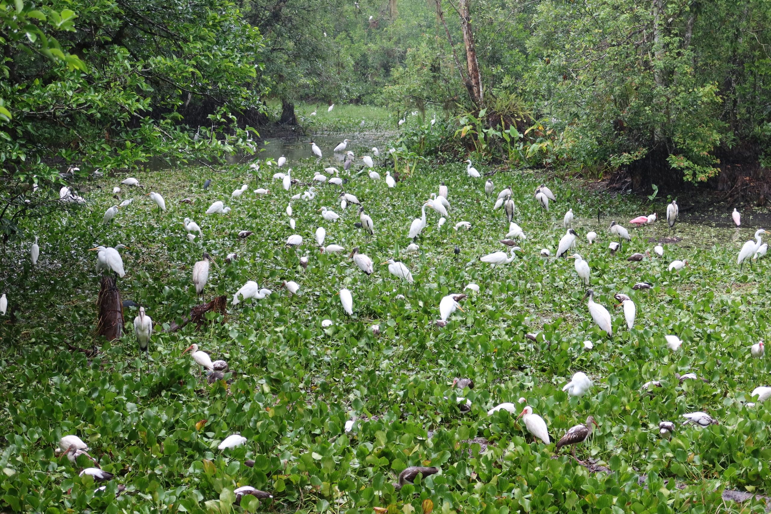 Photo - Wood Storks, Egrets, Ibis, Spoonbills, and Other Birds, North Lettuce Lake, Corkscrew Swamp