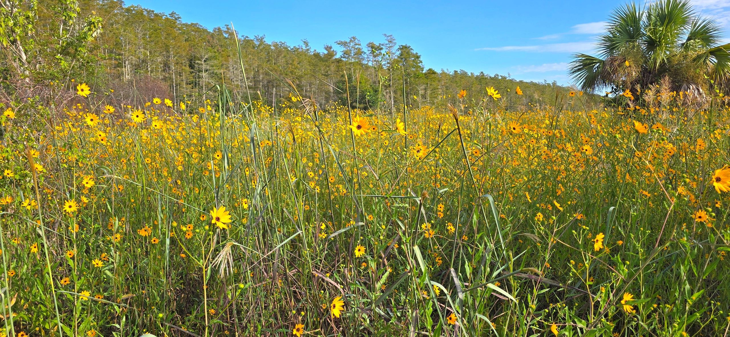 Landscape Photos Southwest Florida - Swamp Sunflowers at Audubon Corkscrew Swamp, Naples, FL