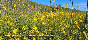 Flora of Southwest Florida Photos - Swamp Sunflowers