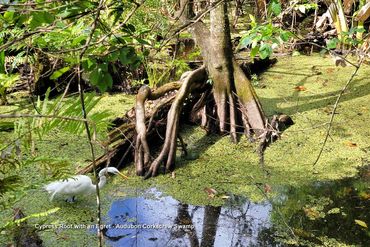 Photos of Southwest Florida Flora - Cypress Root with an Egret in Corkscrew Swamp