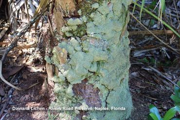 Southwest Florida Flora Photos - Dirinaria Lichen, Rivers Road Preserve, Naples, Florida