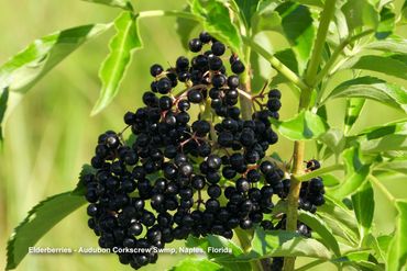 Flora of Southwest Florida Photos - Elderberries