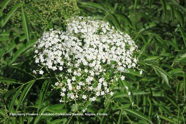Flora of Southwest Florida Photos - Elderberry Flowers, Corkscrew Swamp, Naples, FL