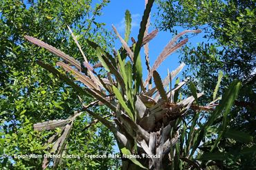 Flora of Southwest Florida - Epiphyllum Orchid Cactus, Freedom Park, Naples, Florida