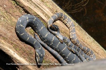 Wildlife of Southwest Florida Photos - Five Florida Banded Water Snakes, Big Cypress Preserve