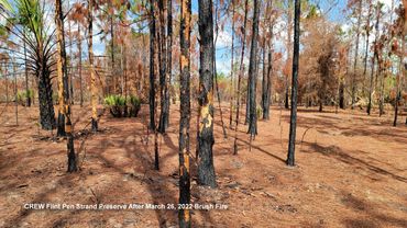 Southwest Florida Landscape Photos - CREW Flint Pen Strand Preserve After March 26, 2022, Brush Fire