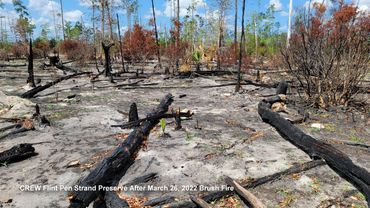 Southwest Florida Landscape Photos - CREW Flint Pen Strand Preserve After March 26, 2022, Brush Fire