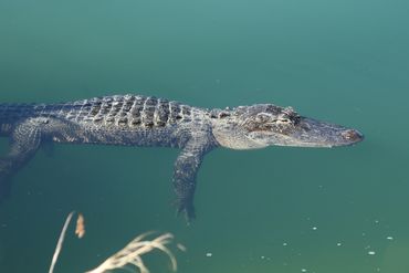 Alligator Photos of Southwest Florida - Florida Panther Nationial Wildlife Refuge
