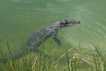 Alligator Photos from Southwest Florida - Gator at Florida Panther National Wildlife Refuge