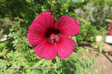 Flora of Southwest Florida Photos - Cranberry Hibiscus, Freedom Park, Naples, Florida