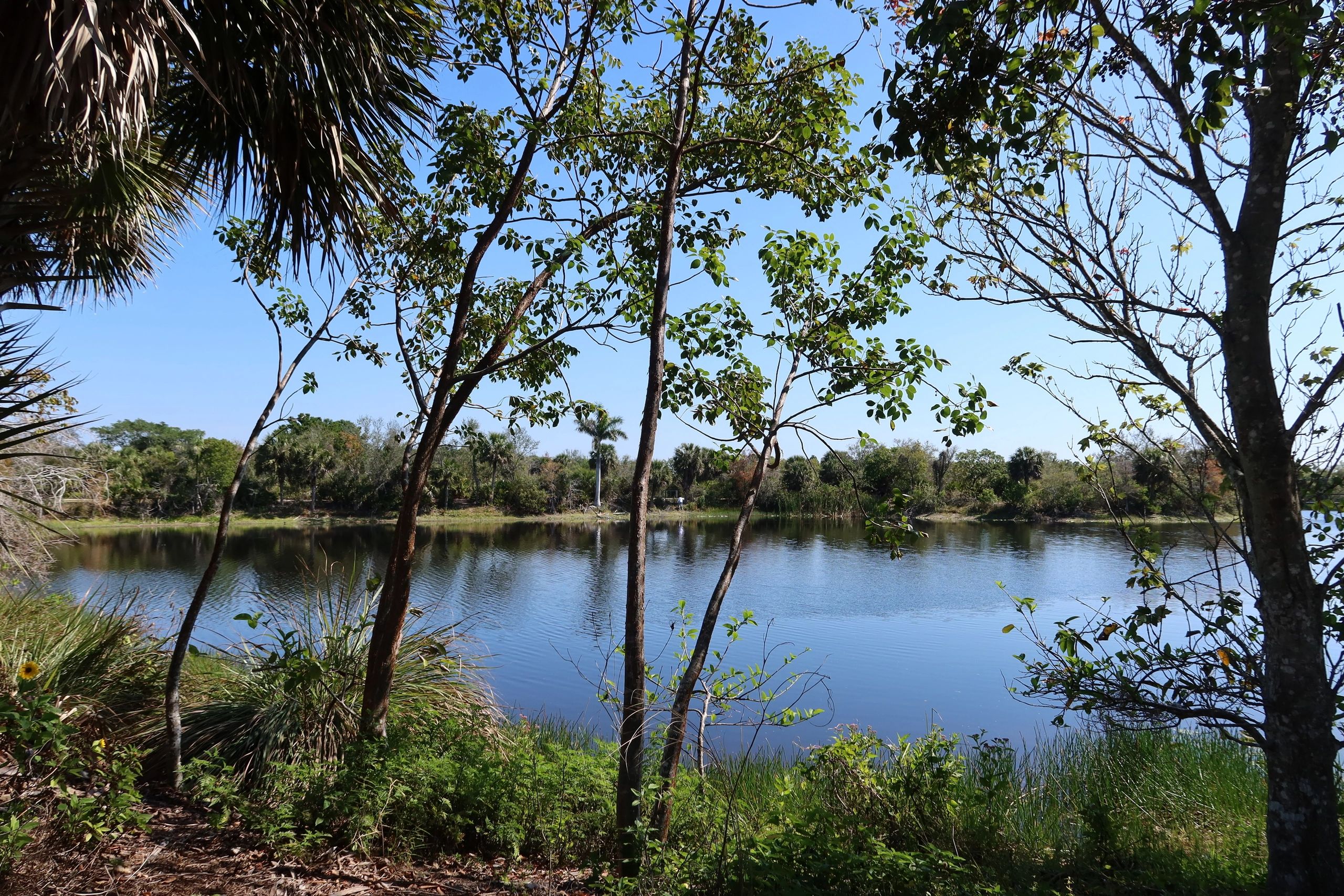 Southwest Florida Landscape Photos - Freedom Park Pond, Naples, Florida
