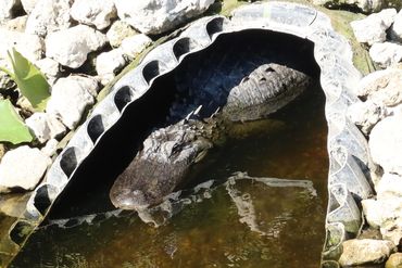 Alligator Photos - Freedom Park, Naples, Florida