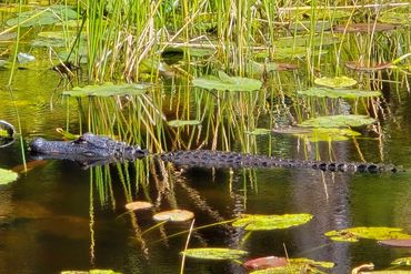 Alligator Photos Southwest Florida - Freedom Park, Naples, Florida