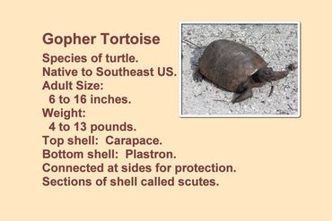 SW Florida Gopher Tortoise Photos - Information