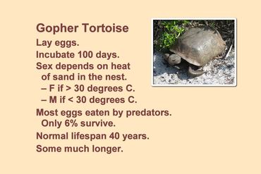 SW Florida Gopher Tortoise Photos - Information