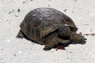 SW Florida Gopher Tortoise Photos - Barefoot Beach Preserve, Naples, Florida