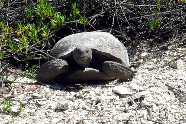 SW Florida Gopher Tortoise Photos - Barefoot Beach Preserve, Naples, Florida, Coming Out of Burrow
