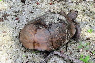 SW Florida Gopher Tortoise Photos - Barefoot Beach Preserve, Naples, Florida