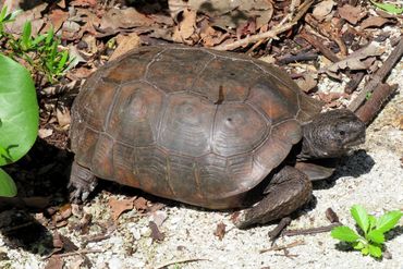 SW Florida Gopher Tortoise Photos - Barefoot Beach Preserve, Naples, Florida