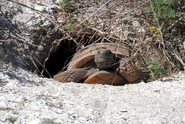 SW Florida Gopher Tortoise Photos - Barefoot Beach Preserve, Naples, Florida, Coming out of Burrow