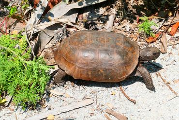 Gopher Tortoise Photos SW Florida - Barefoot Beach Preserve, Naples, Florida
