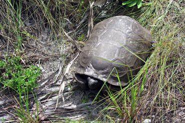 SW Florida Gopher Tortoise Photos - Gordon River Greenway, Naples, Florida