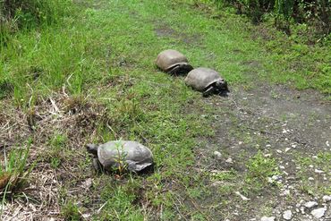 SW Florida Gopher Tortoise Photos - Gordon River Greenway, Naples, Florida, Three Tortoises