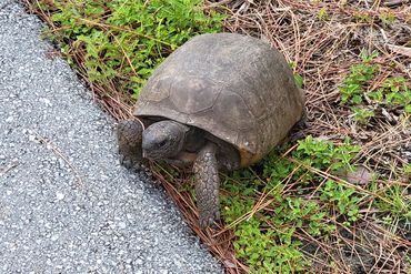 SW Florida Gopher Tortoise Photos - Gordon River Greenway, Naples, Florida