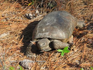 Wildlife of Southwest Florida Photos - Gopher Tortoise, Naples Preserve, Naples, Florida