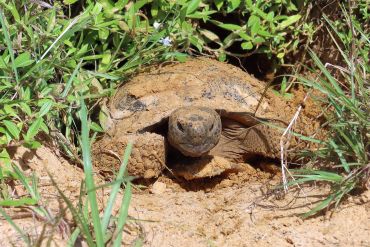Gopher Tortoise Photos SW Florida - Koreshan State Park, Estero, Florida
