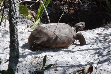 SW Florida Gopher Tortoise Photos - Naples Preserve, Naples, Florida