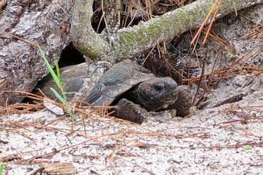 Gopher Tortoise Photo - Southwest Florida, Naples Preserve