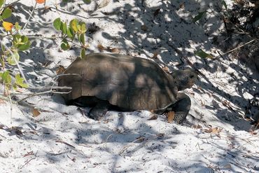 Southwest Florida Gopher Tortoise Photos 