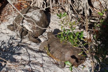 Gopher Tortoises Southwest Florida Photos - Naples Preserve, Naples, Florida