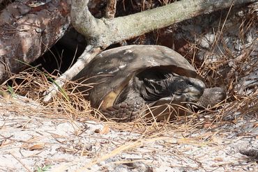 Wildlife of Southwest Florida Photos - Gopher Tortoise, Naples Preserve, Naples, Florida