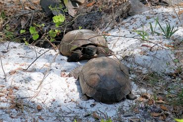 Gopher Tortoise Photos - Two Gopher Tortoises at Naples Preserve, Naples, Florida