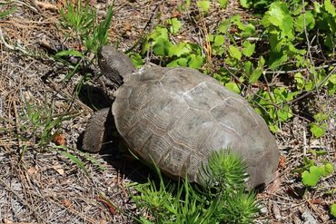 Gopher Tortoise Photos - Naples Preserve, Naples, Florida