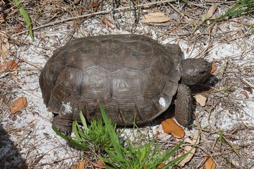 SW Florida Gopher Tortoise Photos - Naples Preserve, Naples, Florida