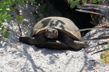 SW Florida Gopher Tortoise Photos - Naples Preserve, Naples, Florida