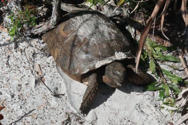 SW Florida Gopher Tortoise Photos - Naples Preserve, Naples, Florida