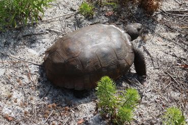Wildlife of Southwest Florida Photos - Gopher Tortoise, Naples Preserve, Naples, Florida
