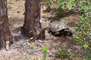 Gopher Tortoise Photos Southwest Florida - In Woods at Naples Preserve